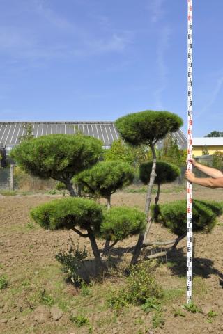 Pinus mugo 'Montana' | bonsai (A Quality)